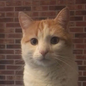 Meet your Posher, Stellar